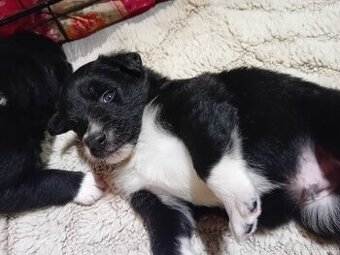 Pes Border collie na prodej