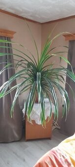 Pokojová  květina Pandanus