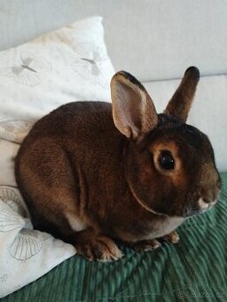 Daruji zakrslého králíčka CASTOREX