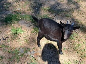 HOLANDSKÁ ZAKRSLÁ KOZA