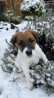 Foxterier hladkosrstý