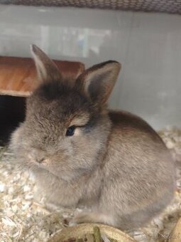 Morčatka, zakrslý králíček