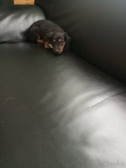 Prodám štěně jezevčíka dlouhosrstý - 1