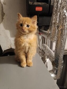 ZAMLUVENÉ - Daruji kocourka - 1