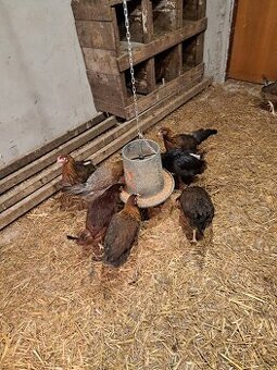 Kuřice před snaškou