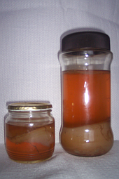 KOMBUCHA - čajová houba vč. nálevu - viz text