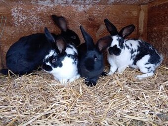 Kříženci do chovu