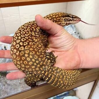 Sháním mládě varana ostnoocasého