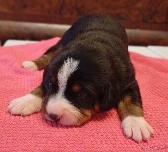 Entlebušský salašnický pes