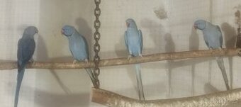 Alexandr malý Violet 1,1