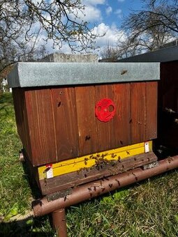 Prodám vyzimovaná včelstva