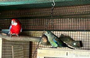 Samice papouška mnohobarvého