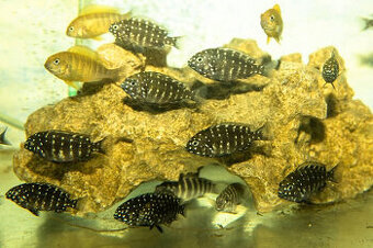 Tropheus duboisi Maswa