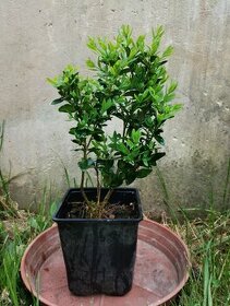 Buxus - Zimostráz - Krušpán 10-15cm - 1