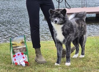 Akita inu s PP, žíhaná fenka