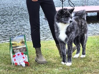 Štěňátko akita inu s PP, žíhaná fenka, odběr ihned