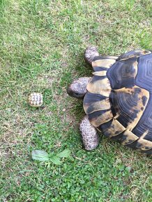 želva žlutohnědá -testudo greace - 1