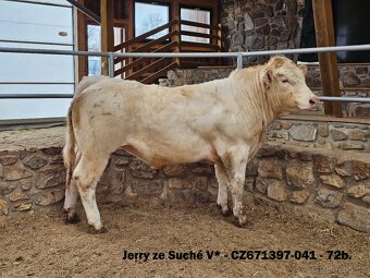 Plemenní býci Charolais - II.turnus 2025
