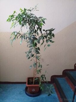 Ficus benjamin