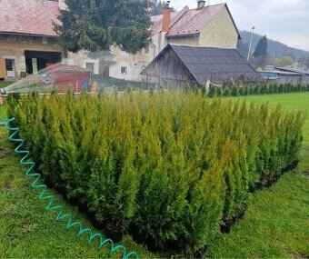 Thuja smaragd