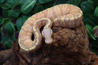 Krajta královská.GHI Banana Pastel het Pied - samice
