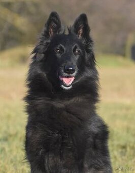 Belgický ovčák- groenendael