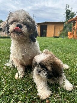 Shih-tzu