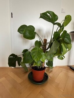 Monstera deliciosa