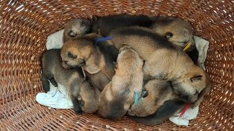 Československý vlčák, štěňata z Tajemné zahrady