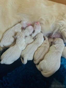 Zlaty retrívr Golden retrívr štenatka s pp