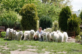 Štěňátka se narodila 4 fenečky a 1 pejsek