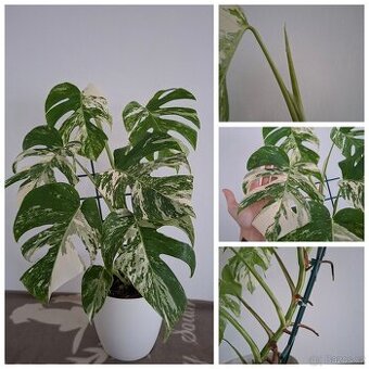 Pokojové rostliny - monstera albo, thai, syngonium albo..