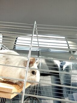 Prodám osmáka degu vzácné barvy