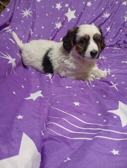 štěně křížence Jack Russell teriér x bordel kolie