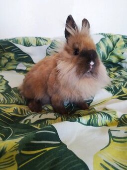 Zakrslí králíčci ze Znojma