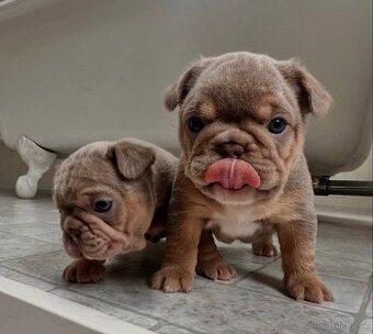 Dvě štěňata francouzského buldočka k adopci.