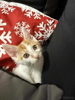 Mainská mývalí X obyčejný kocour