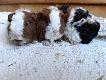 Morče / morčata / morčátko samičky