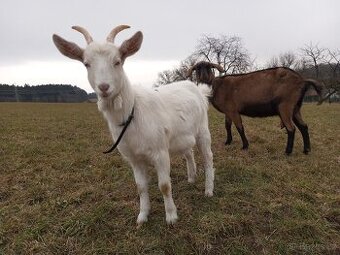 Prodám loňskou kozičku