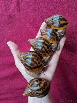 Africký šnek  Achatina Achatina Ghana F1