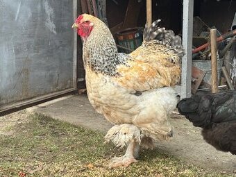 Brahmanka velka 2x kohout, ca roční