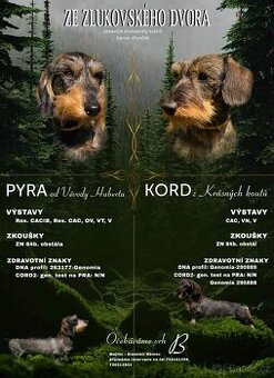 Jezevčík drsnosrstý trpasličí