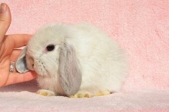 Krásný minilop Jasmínek