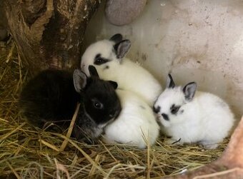 Králík zakrslý nar. 28.2.2026