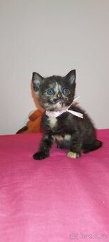 Bengálská x sibirankou koťata