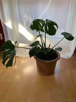 MONSTERA