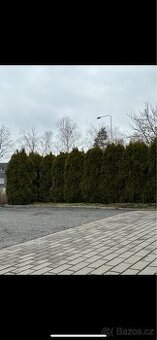 Thuje smaragd 180-200cm