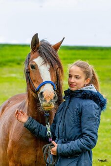 16-ti letá chovná klisna welsh pony sekce C