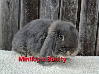 Minilop sameček