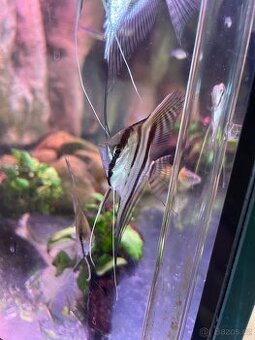 Pterophyllum scalare "Santa Isabel